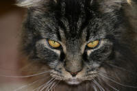 www.stuben-tiger.de.vu, Fotos, Maine Coon, Lucy, Links, Haustierforum...